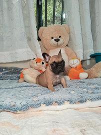 Bouledogue francese cucciolo