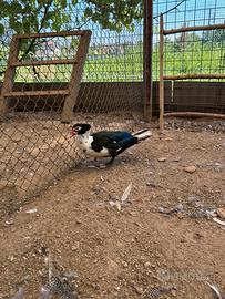 Anatra muta maschio