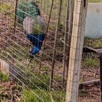 Pavone maschio adulto