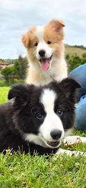 Cuccioli di border collie