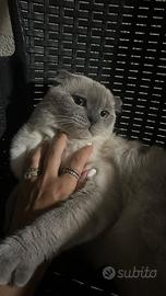Gatto scottisc fold