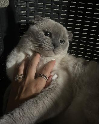 Gatto scottisc fold