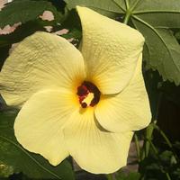 Semi di Abelmoschus manihot