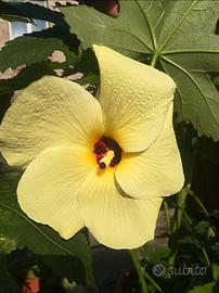 Semi di Abelmoschus manihot