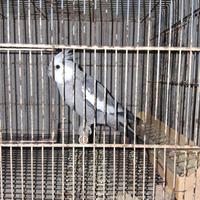 Calopsita maschio allevata a mano