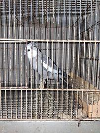 Calopsita maschio allevata a mano