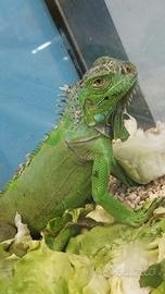 Iguana verde