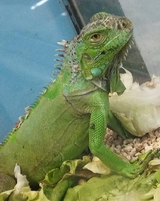 Iguana verde