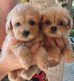 Barboncino / Spitz di Pomerania / Pomapoo