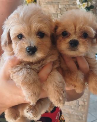 Barboncino / Spitz di Pomerania / Pomapoo