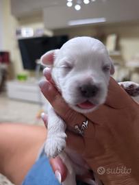 cuccioli maltese