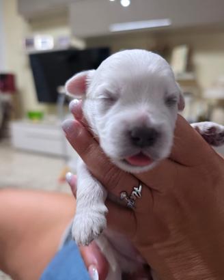 cuccioli maltese