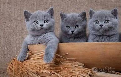 British shorthair blue - pagamento agevolato