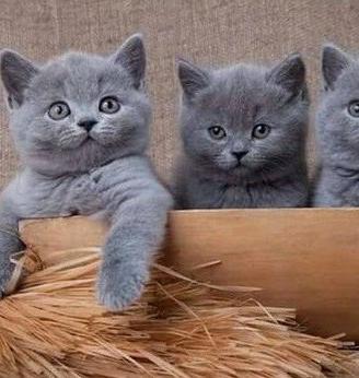 British shorthair blue - pagamento agevolato