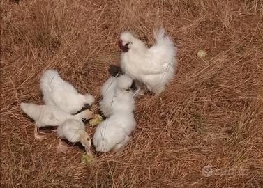 Galline Moroseta