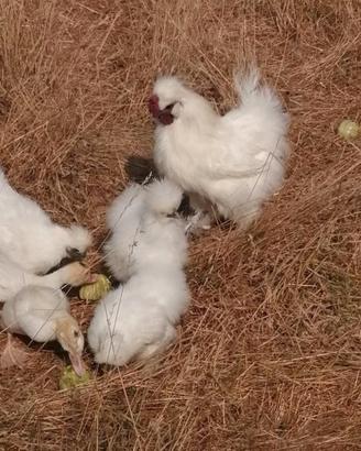 Galline Moroseta
