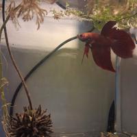 Pesce betta(combattente)