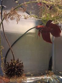 Pesce betta(combattente)