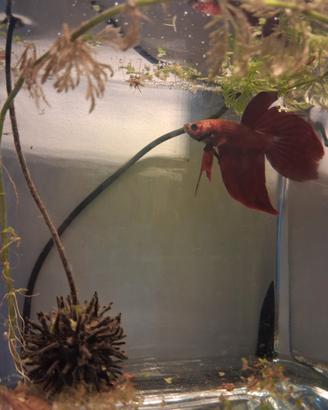 Pesce betta(combattente)