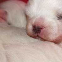 Maltesi taglia piccola con pedigree Enci