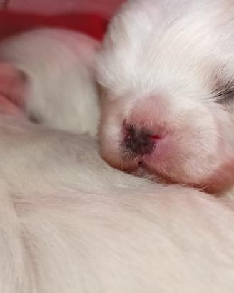 Maltesi taglia piccola con pedigree Enci