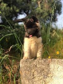 Akita Americano Cuccioli