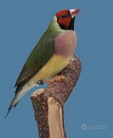 Diamanti di Gould e Diamantini