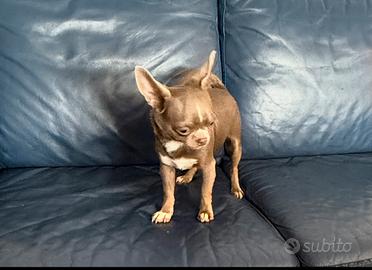 Chihuahua pedigree Enci