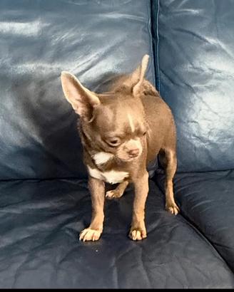 Chihuahua pedigree Enci