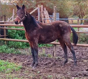 Puledra trotto lettera L