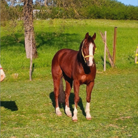 Cavallo quarter con documenti americani