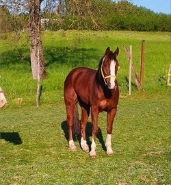 Cavallo quarter con documenti americani