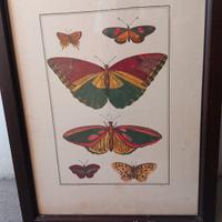 Quadro farfalle