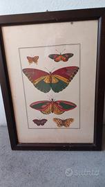 Quadro farfalle