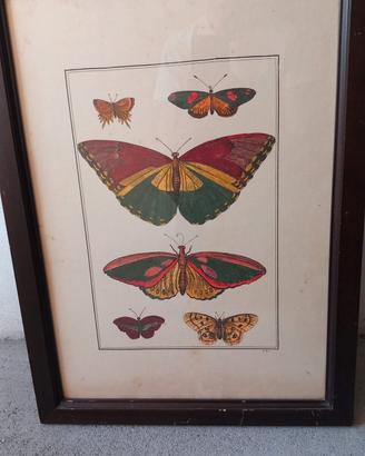 Quadro farfalle