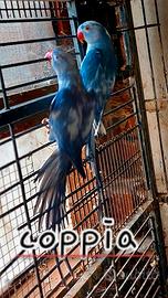 Parrocchetto dal collare viola pezzato