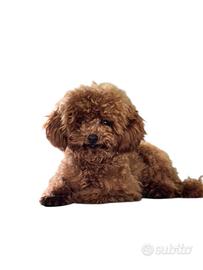 Barboncina red super toy