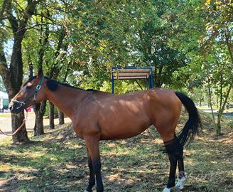 Cavalla baia 9 anni Weatherbys, adatta a trekking
