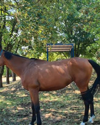 Cavalla baia 9 anni Weatherbys, adatta a trekking