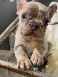 Bulldog Francese