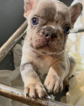 Bulldog Francese