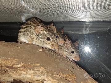 Topi cinghiale giovani