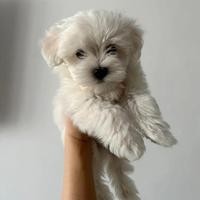 Maltesi maltese