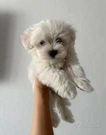 Maltesi maltese