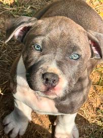 Amstaff Blue: Cucciolo Disponibile
