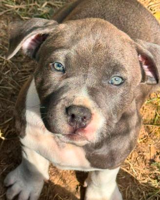 Amstaff Blue: Cucciolo Disponibile