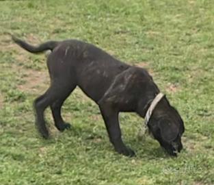 Cuccioli Cane corso