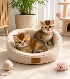 Cuccioli di Brutish