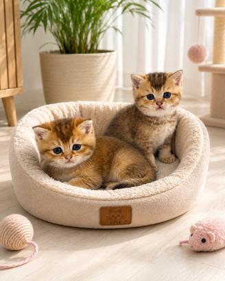 Cuccioli di Brutish