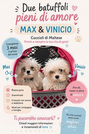 Maltese troy